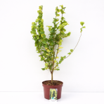 Brest holandský (Ulmus hollandica) ´WREDEI´  - výška 60-80 cm, kont. C5L 